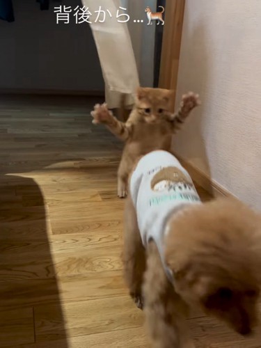 犬に飛びかかる子猫