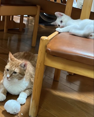 椅子の上に寝転がる子猫