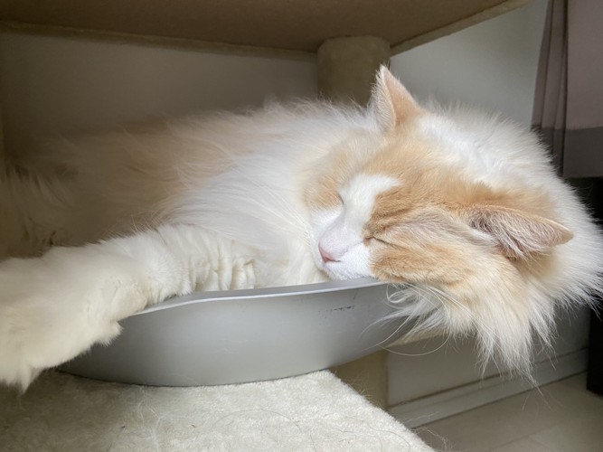 眠る猫