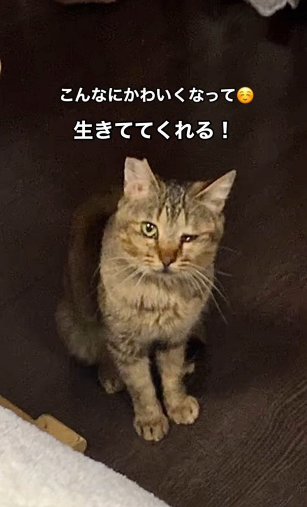 座ってこちらを見る猫