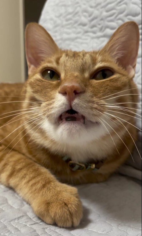 口を開けている猫