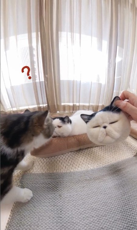 どっちが本物かわからない猫