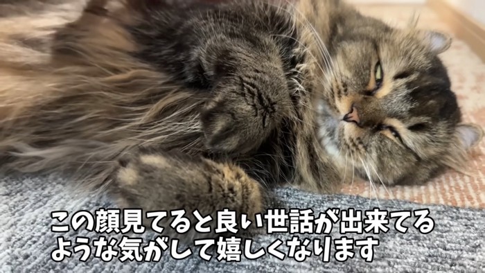 満足そうな顔の猫