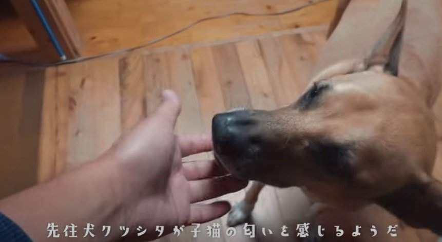 飼い主さんの匂いを嗅ぐ犬