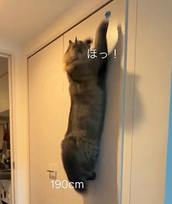 壁に飛びつく猫（190㎝）