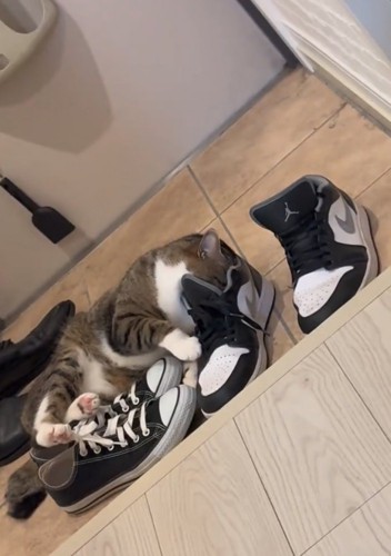 靴に顔を入れる猫