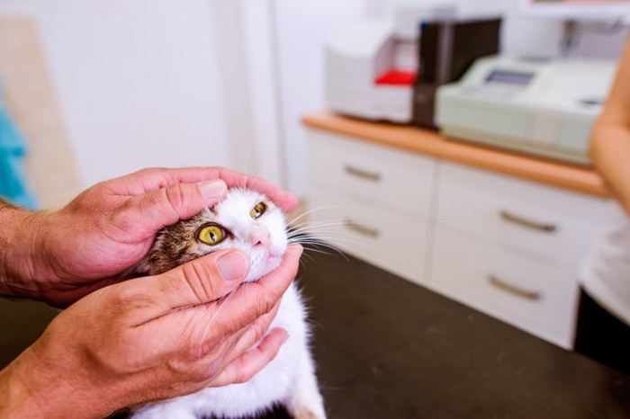 猫の目を調べる飼い主