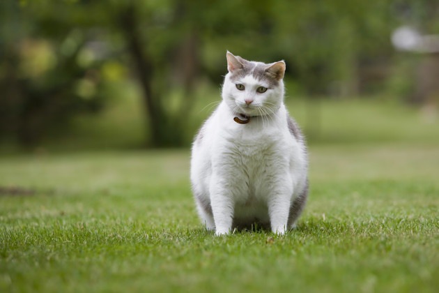 太っている猫