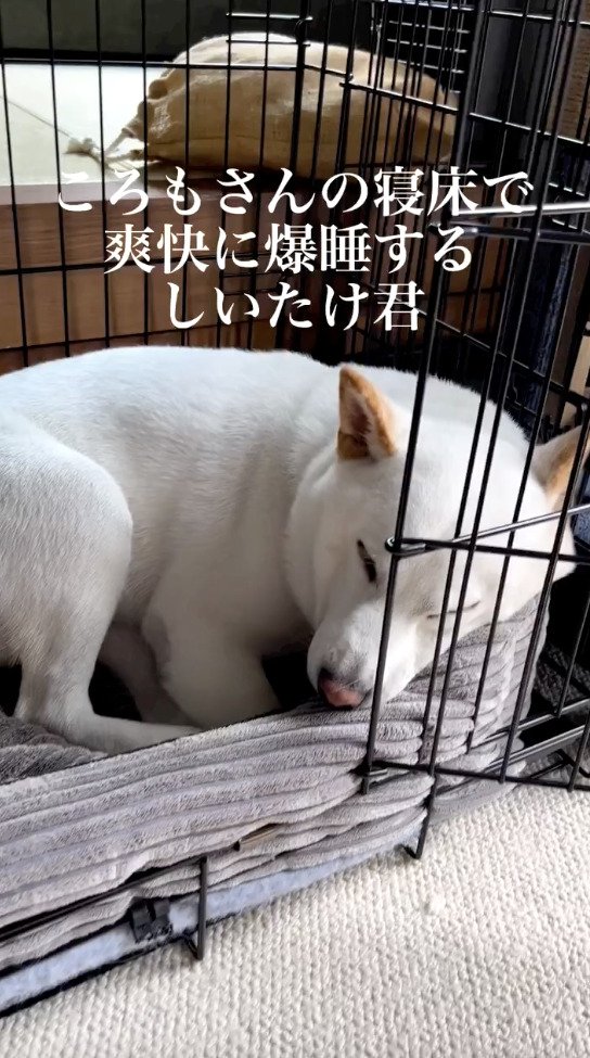 静かに眠っている犬