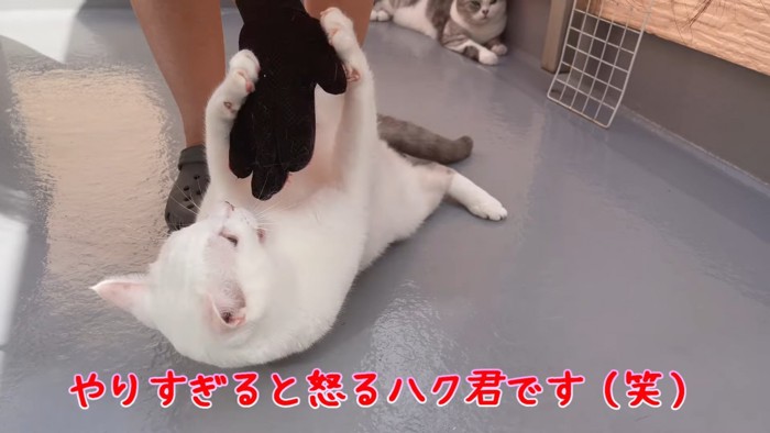 仰向けの猫