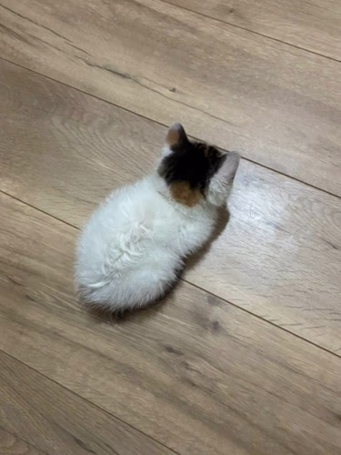 上から見た子猫