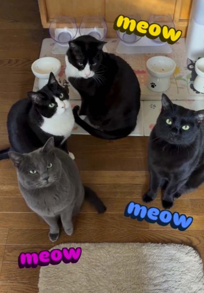 同時に鳴き声をあげる猫たち