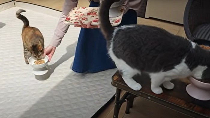 ご飯を食べる猫たち