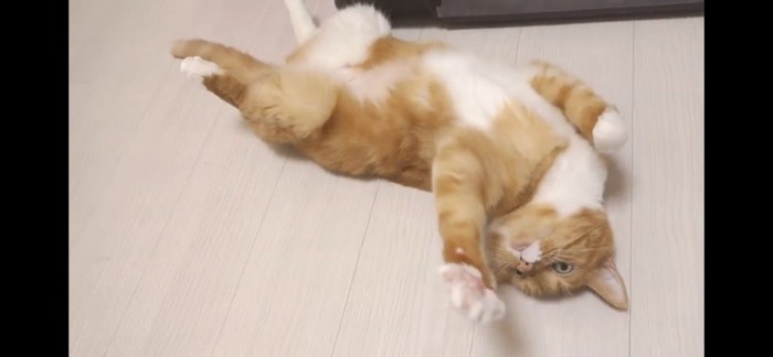 仰向けの猫