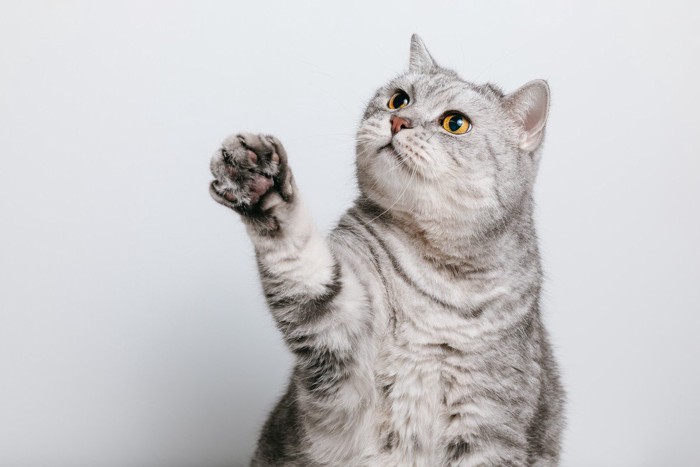 前足をあげる猫