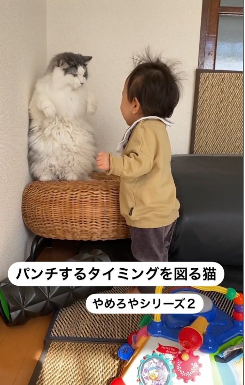 猫と幼児3