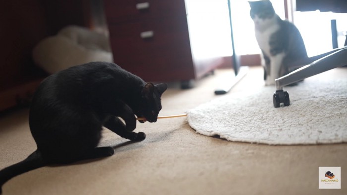 左に黒猫右にキジシロ