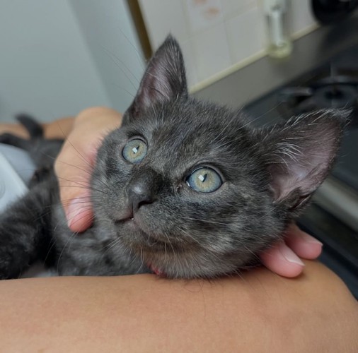 子猫の顔