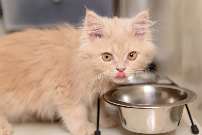 食事して舌を出す子猫