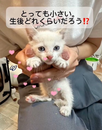 小さい子猫