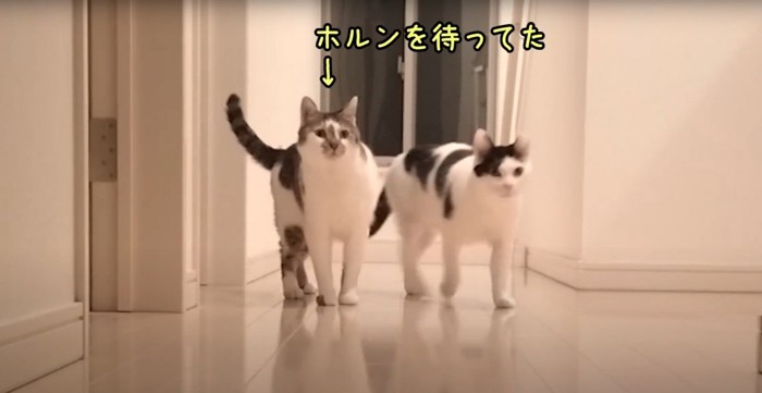 寝室に向かう2匹の猫