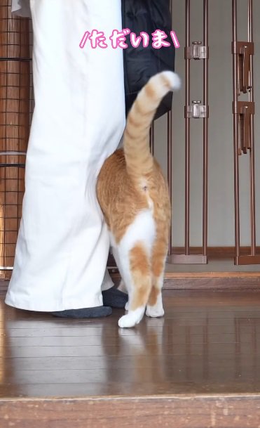 再度下を確認する猫