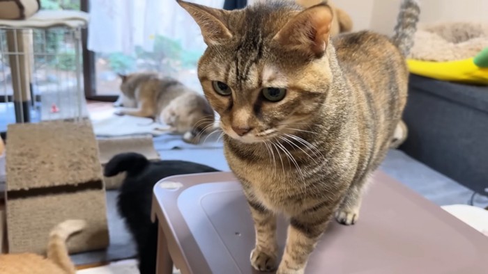 テーブルの上のリタちゃん