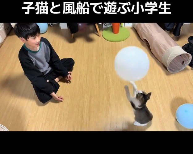 前足をあげる子猫