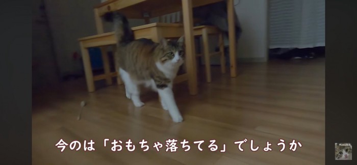 歩く猫