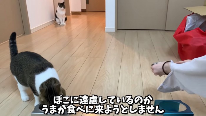 ごはんを食べる猫と遠くに座る猫