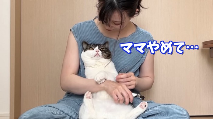 上を見る猫