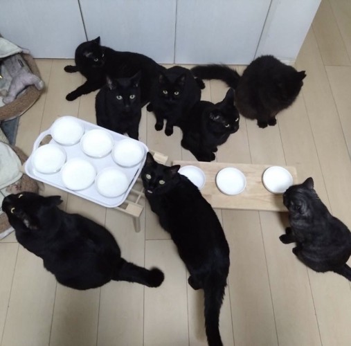 皿の前に集まる黒猫たち