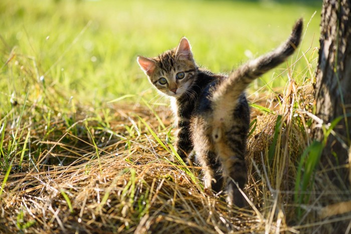 こちらにおしりを向ける子猫