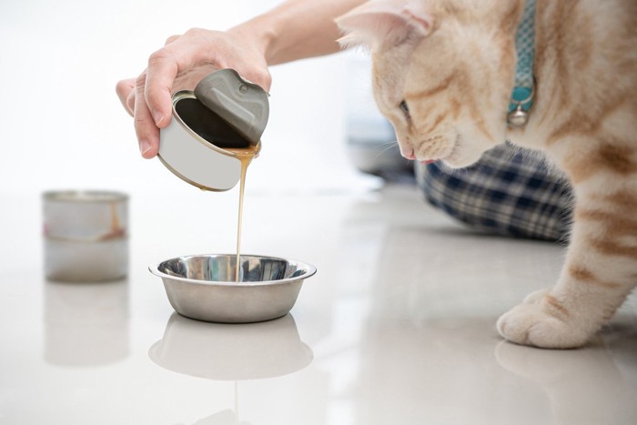 スープをもらう猫