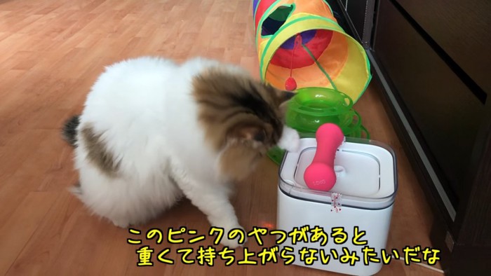 給水器の前に座る猫