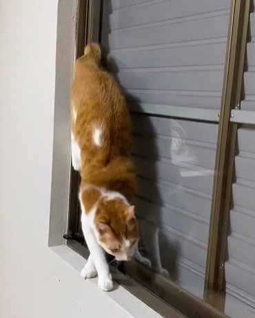 逆立ちの状態から体を捻る猫