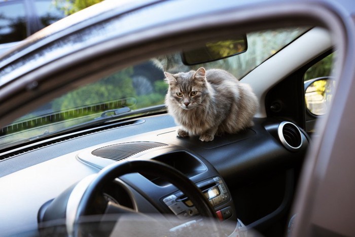 車に乗る猫