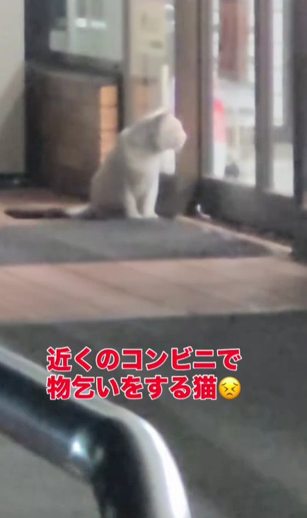 コンビニの前に座り込む猫
