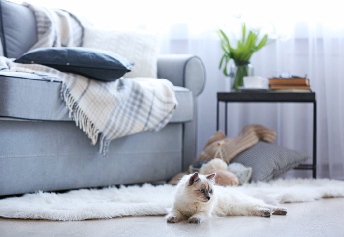 部屋でくつろぐ猫