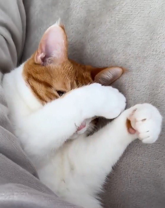 顔を覆っていた前足の力を緩める猫