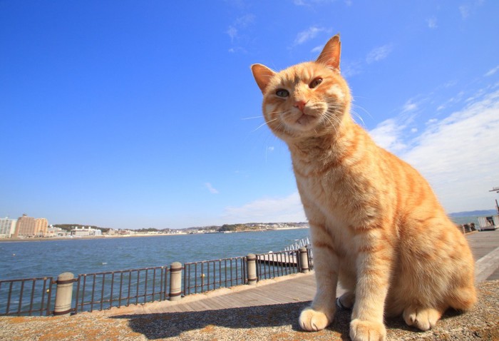 江ノ島の猫