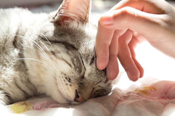 猫の頭をなでる女性の手元
