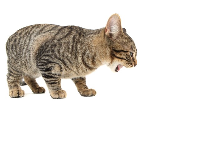 吐き戻す猫