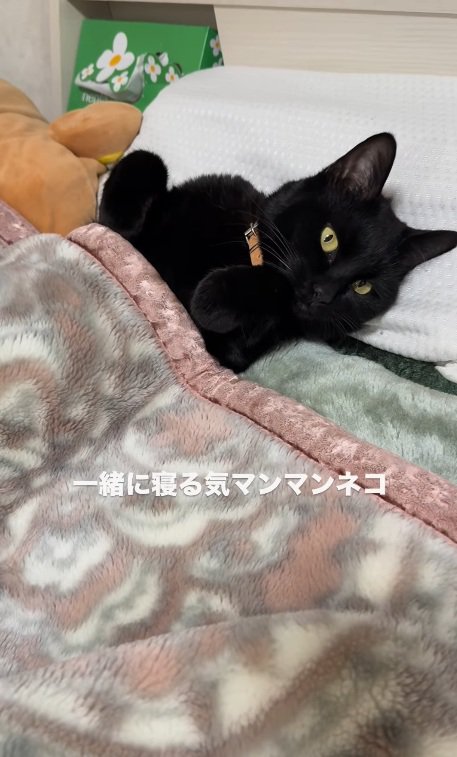 凝視するみーてぃちゃん