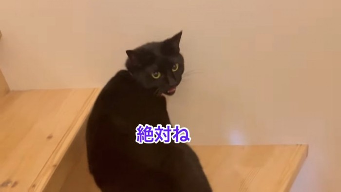 階段で振り向いて鳴く猫