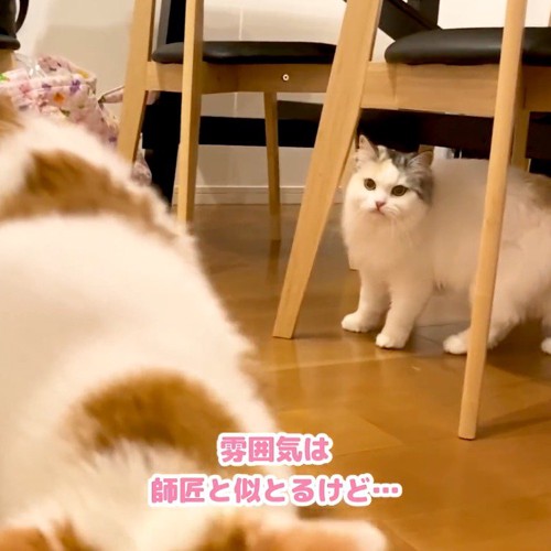 ぶち猫を遠巻きに凝視する三毛猫