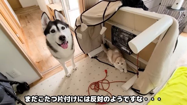 こたつとこちらを見る犬と猫