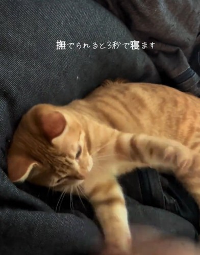 パンチするテトラくん