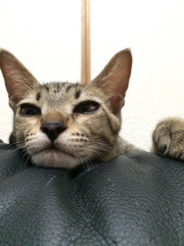 猫アップの写真