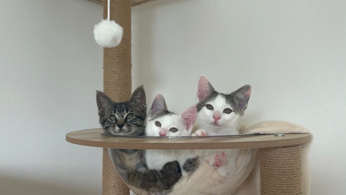 キャットタワーのボウルに入る子猫たち